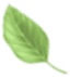 shape-img